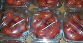 Szukamy stałych odbiorców pomidora. Ruszamy z planowaniem producji pomidorów