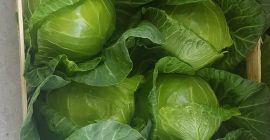 Wysokiej jakości świeża kapusta z Macedonii. Coś w rodzaju