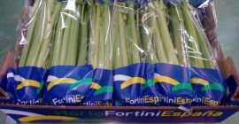 Sprzedam seler naciowy pakowany według wytycznych klienta .Posiadamy certyfikat