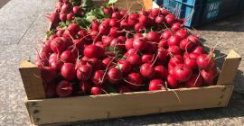 Sprzedam rzodkiewkę pęczki ilości hurtowe ,pakowanie pod zamówienie