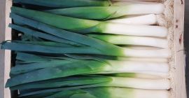 Por sprzedam. Hurtowe ilości, świeży por, por bezpośrednio od