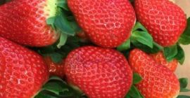 Sprzedam truskawkę, import z Hiszpanii, ładna, świeża, do odbioru