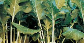 KALAREPA - całosezonowa sprzedaż, ceny hurtowe