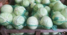 Sprzedam kapusta biała odmiana Storka; 1-4kg, odmiana do przechowania;