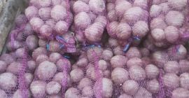 5. Sprzedam burak odmiana Boro; 10ton; kaliber 4-9cm Posiadam