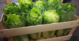 Sprzedam kapustę pekińską młodą, import z Węgier, bardzo ładna,