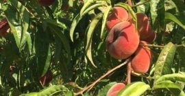 Posiadamy w ofercie brzoskwinie 22s, 24s,26s,28s oraz brzoskwinie płaskie