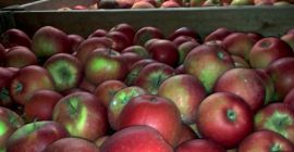 Sprzedam jabłka Szampion Reno. Jabłko po freszu, jędrne. Nie