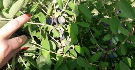 Witam, sprzedam owoce jagody kamczackiej, odmiany Wojtek i Zojka,