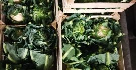 Sprzedam kalafior, polski, ładny, świeży, 48 skrzynek, 8 szt./skrzynka,