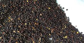 Sprzedam ziarno RZEPAKU *Kraj pochodzenia – Ukraina. Specjalista ds.