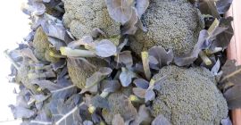 Witam sprzedam ładnego zdrowego brokuła drobnoziarnistego 500+