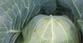 Witam sprzedam kapustę młoda ok 2kg