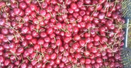 Posiadam do sprzedania dużą ilość czereśni odmiany: Kordia, Regina,