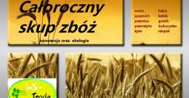 Kupię zboża konwencjonalne i ekologiczne: żyto, pszenżyto, owies, jęczmień,