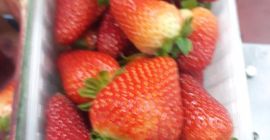 sprzedam truskawki cena 11 zł kg pakowanie pojemniki