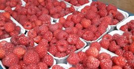 sprzedam maliny cena 4.00 zł 250 g