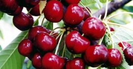 Witam do sprzedaży mam czereśnie zainteresowane osoby proszę dzwonić