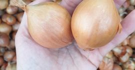 Sprzedam cebulę. Produkt ekologiczny. Złota łuska. Drobna.