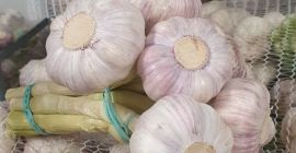 Sprzedam czosnek kaliber od 0,45-0,95 Hiszpański, egipski, polski Ceny