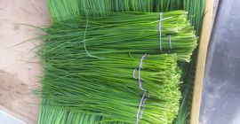 Sprzedam szczypiorek zielony gruntowy młody bez pąka ilosci hurtowe