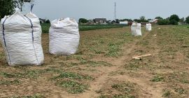 Ziemniaki sprzedawane na BigBagach. Możemy zaoferować około 10-20 ton