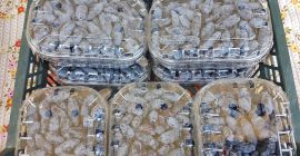 Sprzedam owoce Jagody Kamczackiej z własnego sadu. Odmiany deserowe