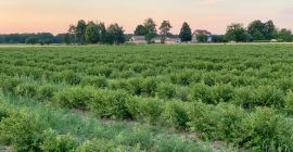 Uprawa ekologiczna. Certyfikat TUV Rheinland. Badania do wglądu. Posiadam