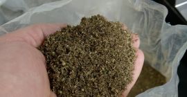około 5 ton Ekologicznego kwiatostanu Konopi Sativa L odmiana