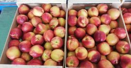 Bezpośrednie dostawy brzoskwiń z Grecji! Sezon się zaczyna. WARUNKI