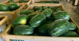 Bezpośrednie dostawy arbuzów i melonów z Grecji! Będziemy zadowoleni
