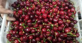 Bezpośrednia dostawa wiśni z Grecji! Sezon się zaczyna. WARUNKI