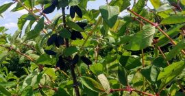 Witam Sprzedam świeże owoce jagody kamczackiej. Zbiór ręczny lub