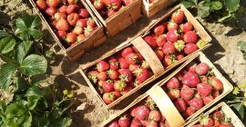 Sprzedam ładne i duże truskawki, odmiana rumba i honey,