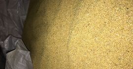 czystość 99% 2019 Mustard Mail shamaninae97@gmail.com