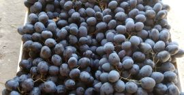 Sprzedajemy świeże jakości KIWI skontaktuj się z nami bezpośrednio