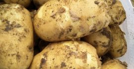 Ziemniaki na sprzedaż bezpośrednio od producenta, różne odmiany.