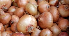 we have fresh harvest of red and yellow onion,