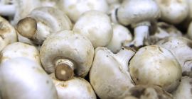 we have mushrooms for sale Caliber :55+ please contact