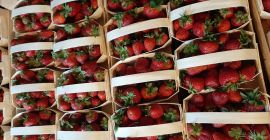 Truskawka deserowa odmiana Grandarosa Arosa Roksana. Zapraszam do kontaktu