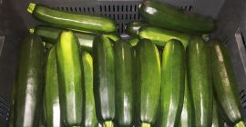 Witam, Sprzedam cukinię zieloną odmiana RHODOS. ok. 10 ton