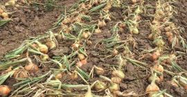 Sprzedam cebulę świeżą, bezpośrednio od producenta z Ukrainy. Ilości