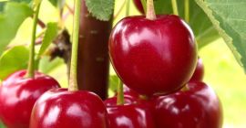 Nadwiślanka Wiśnia z Certyfikowanej Plantacji owocu z województwa świętokrzyskiego