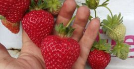 Witam sprzedam truskawke deserowa odmiana SanAndreas ilosci hurtowe.