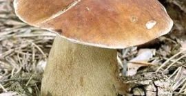 Codziennie sprzedaję świeże borowiki, od 100 kg. Zainteresowanych proszę