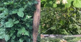 Sprzedaję maliny i jeżyny. Odmiana malinowa Laszka i Mure