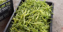 Ziarna grochu uprawiane na polu, organiczne, bez herbicydów i