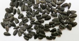 SPRZEDAM SPRZEDAWANY Kalibrowany słonecznik, kaliber 45+, odmiana Kulundinets, natura