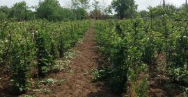 Jeżyny sprzedaję 50-100 kg co 48 godzin, w powiecie