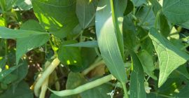 Fasolka szparagowa ileana rumuński produkt